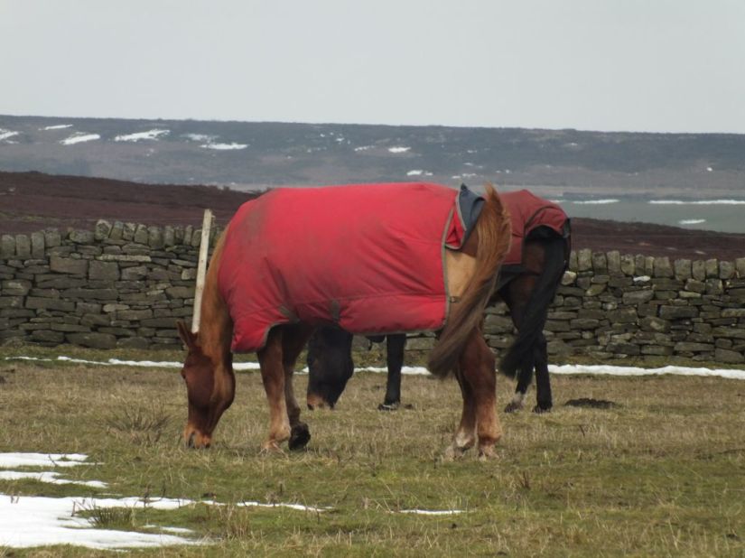 "Well, in that case, I'm not interested. I'll be getting back to my grass then."